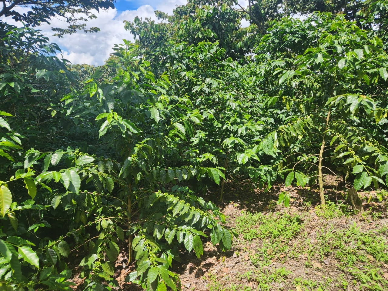 Salwador Nº6, Finca El Tanque, Washed