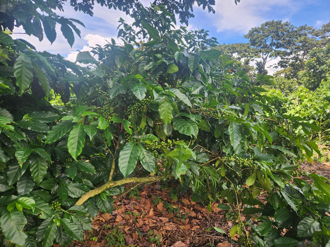 Salwador Nº6, Finca El Tanque, Washed