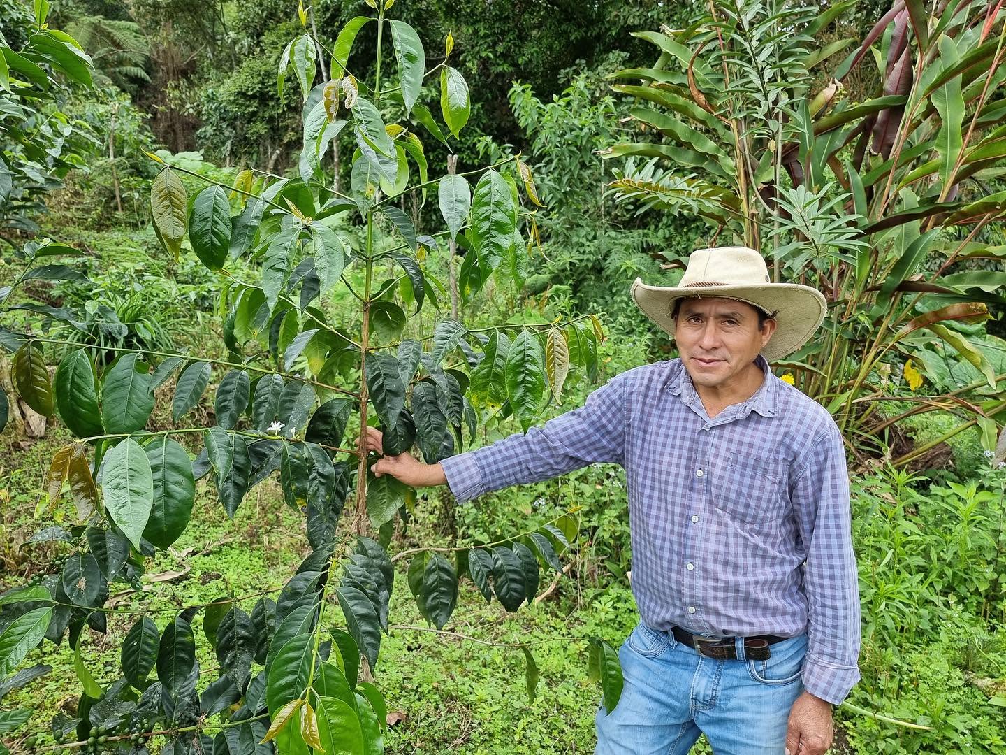 Kawa Ziarnista Specialty - Peru Nº3, Finca La Lucuma, Natural