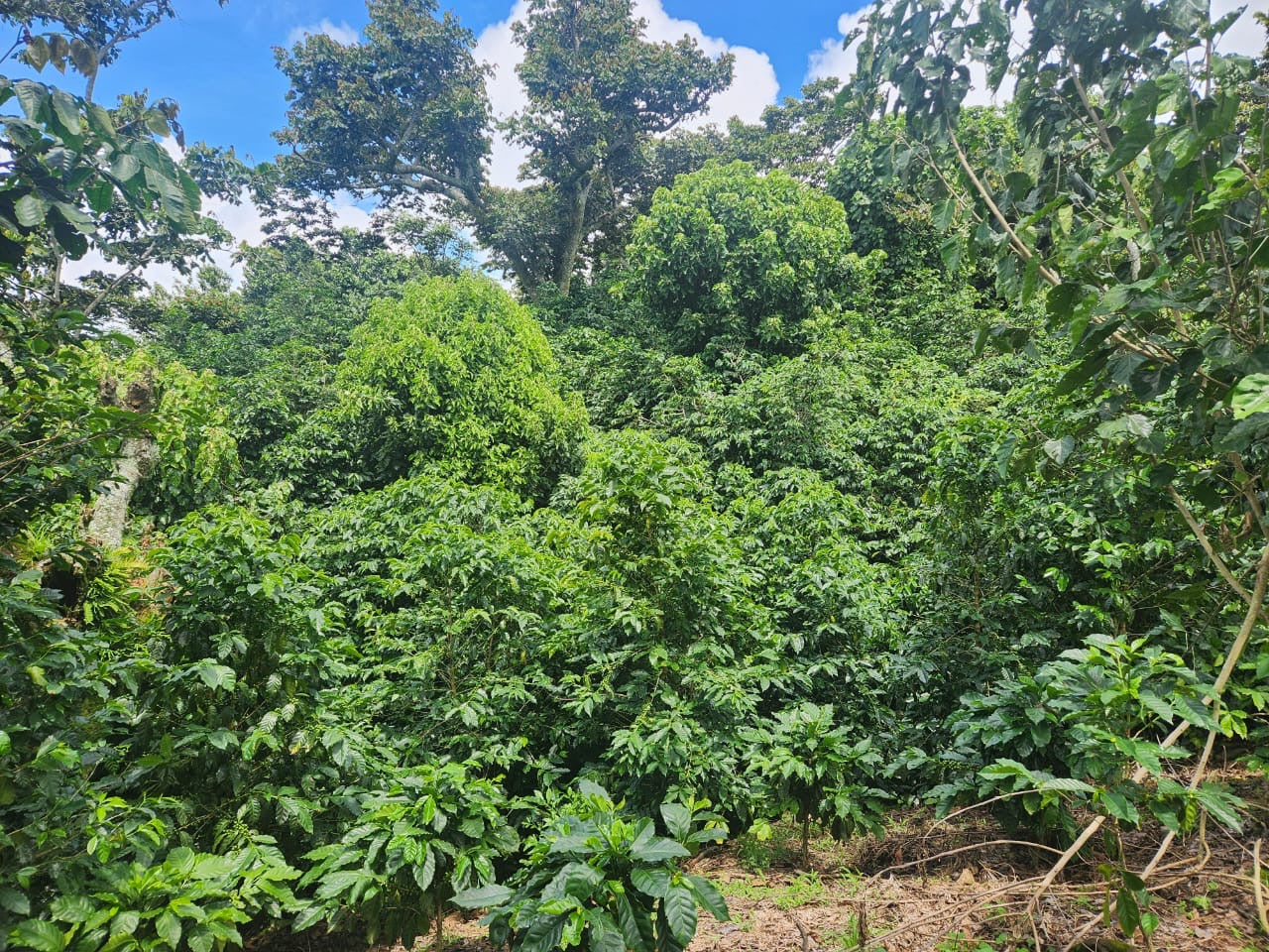 Salwador Nº6, Finca El Tanque, Washed