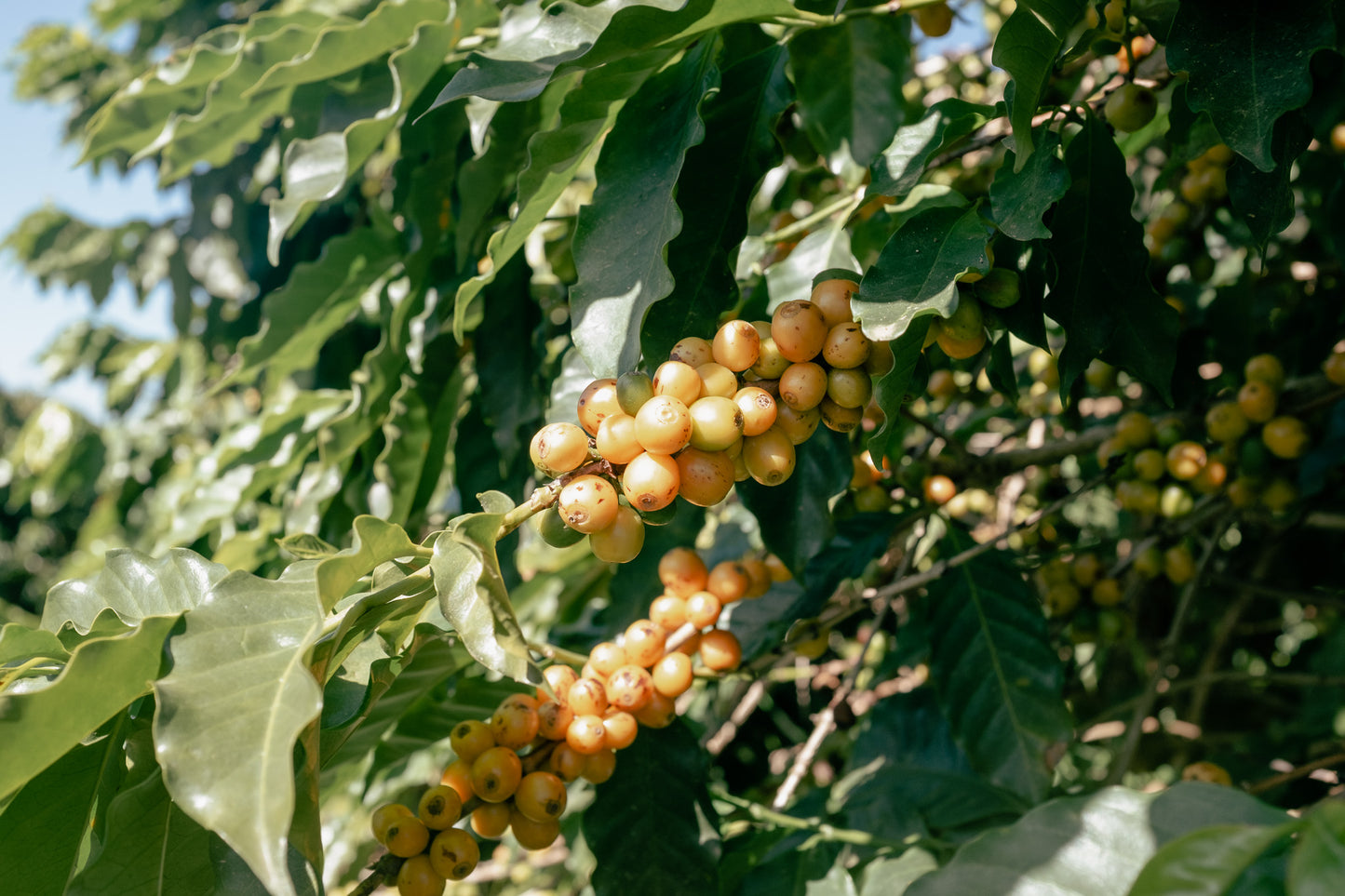 Cup of Joe Espresso – Brazylia, Fazenda Santa Ines