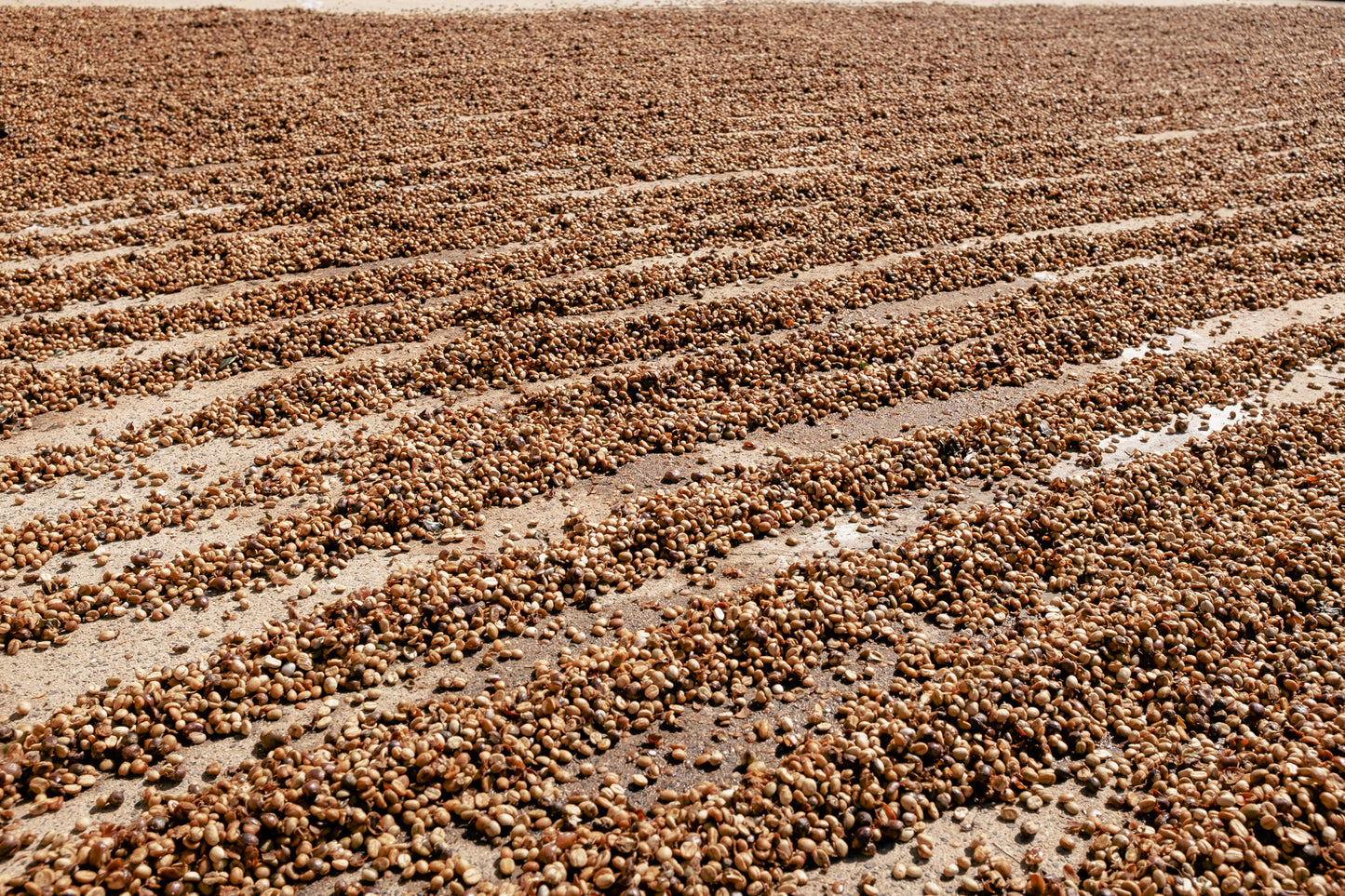 Cup of Joe Espresso – Brazylia, Fazenda Santa Ines