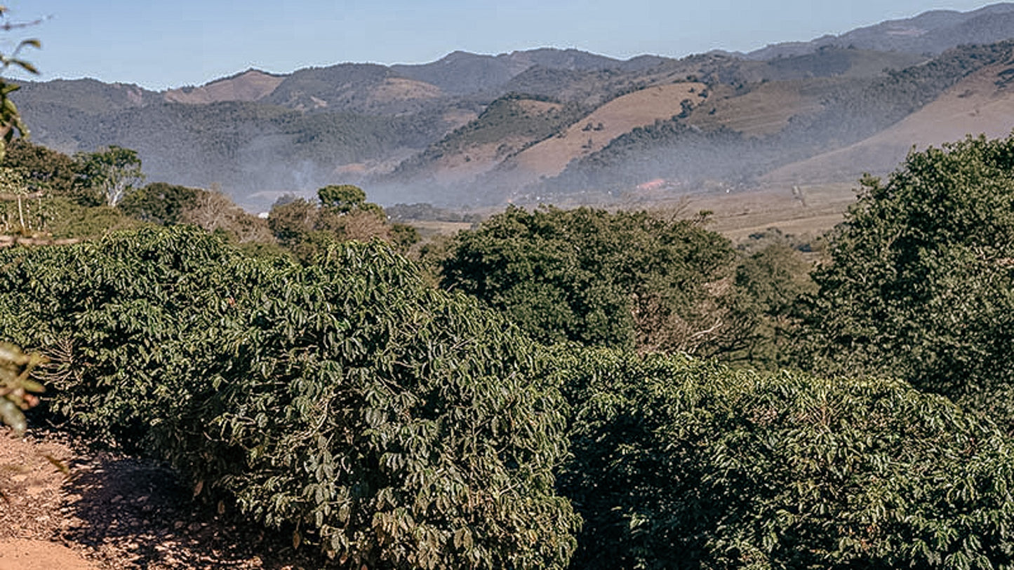 Zestaw kawy ziarnistej 3kg Cup of Joe Espresso – Brazylia, Fazenda Santa Ines