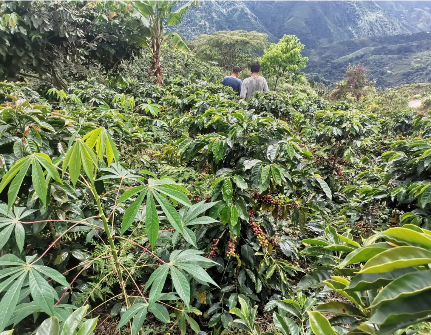 Peru Nº6, Finca La Naranjilla, Natural