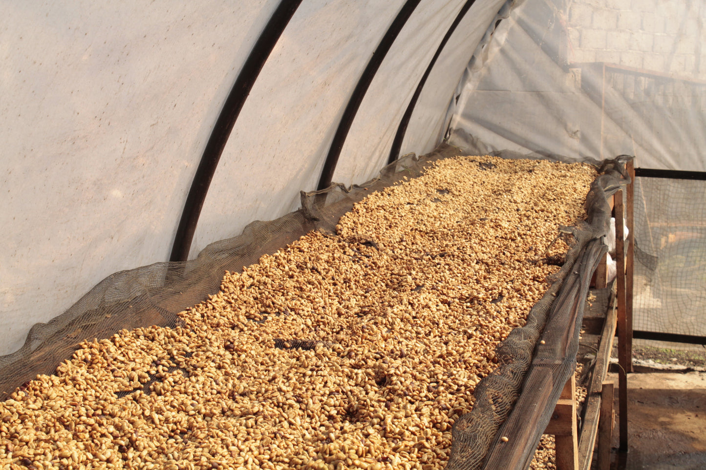 Kawa Ziarnista Specialty - Indonezja Nº2, Sesongot Gayo, Anaerobic Honey