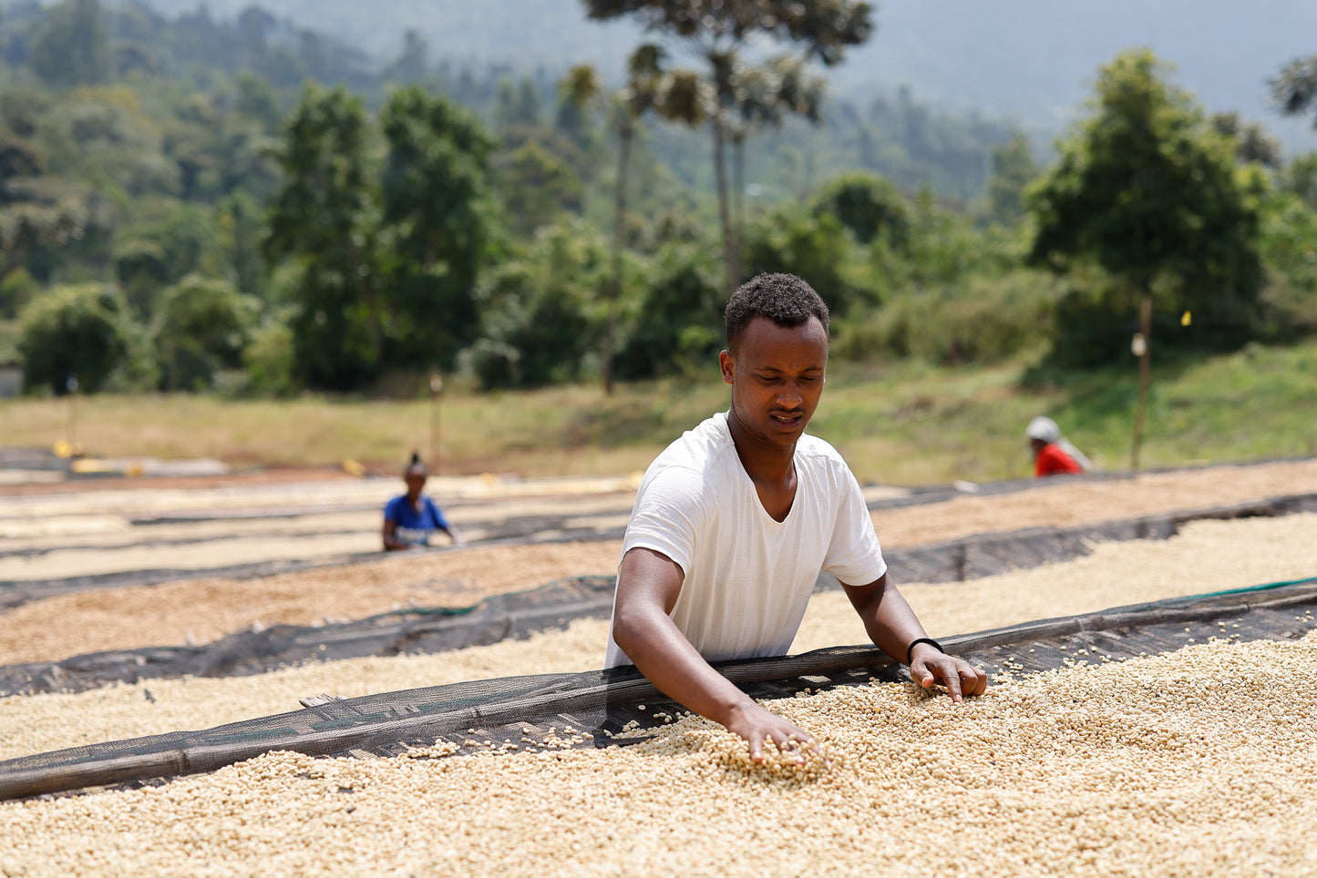 Etiopia Nº13, Buncho, Washed