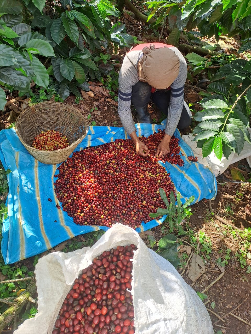 FUERTE Meksyk – Finca Guadalupe Zaju, Washed