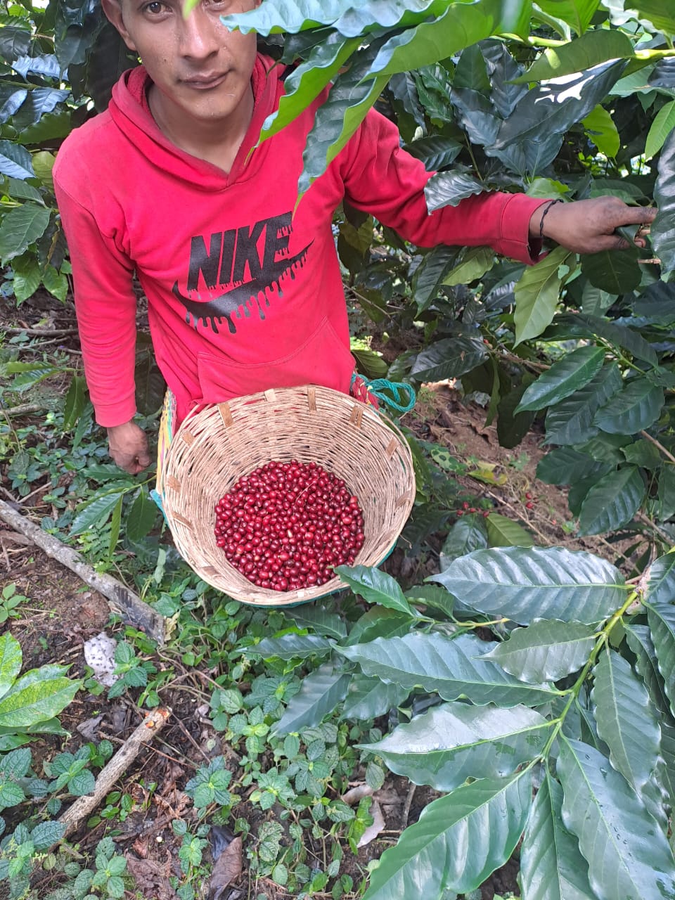 FUERTE Meksyk – Finca Guadalupe Zaju, Washed