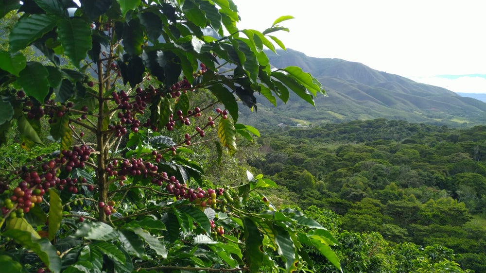 Peru Nº5, Finca Churupampa, Double Washed Fermentation