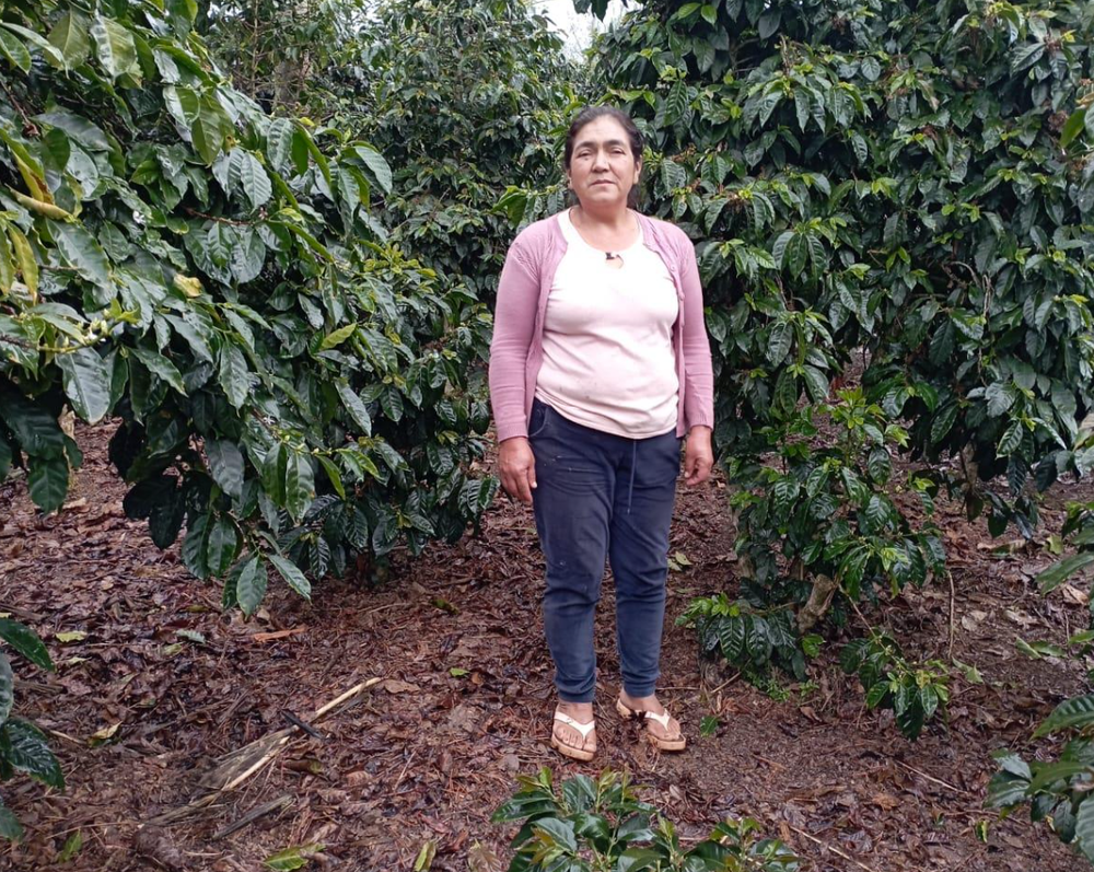 Peru Nº5, Finca Churupampa, Double Washed Fermentation