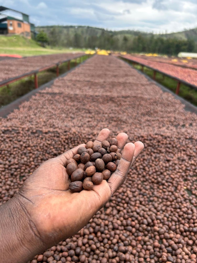 Kawa Ziarnista Specialty - Uganda Nº1, Mubuku CWS, Anaerobic Natural