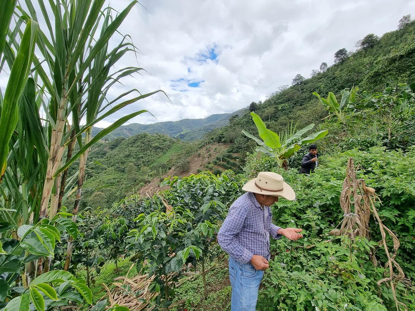 Kawa Ziarnista Specialty - Peru Nº3, Finca La Lucuma, Natural