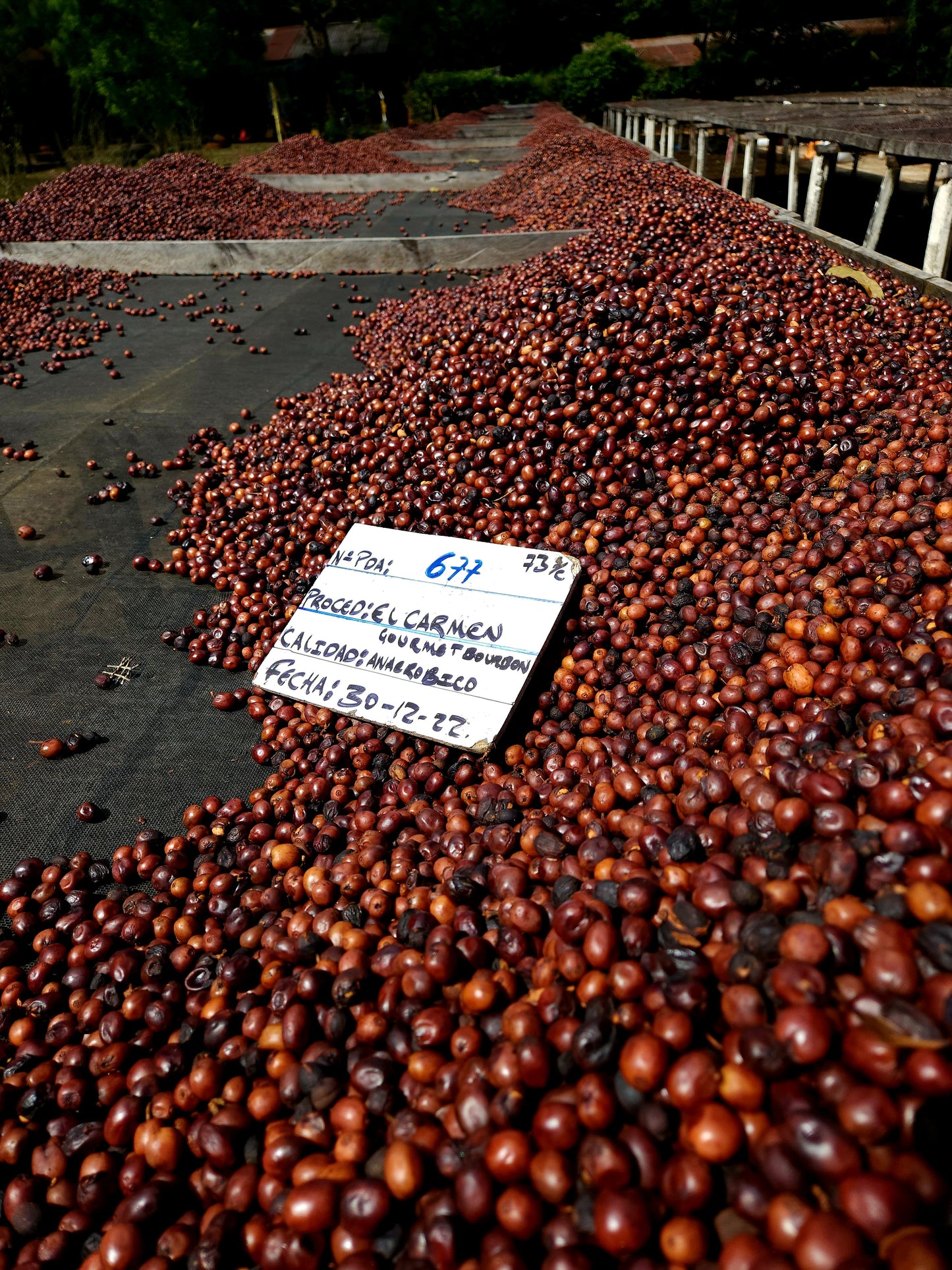 Salwador Nº5, El Carmen, Anaerobic Natural