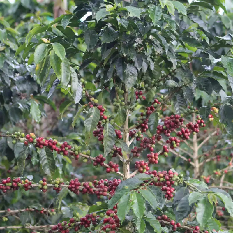 CO-FERMENT BANANA Kolumbia, El Vergel Estate