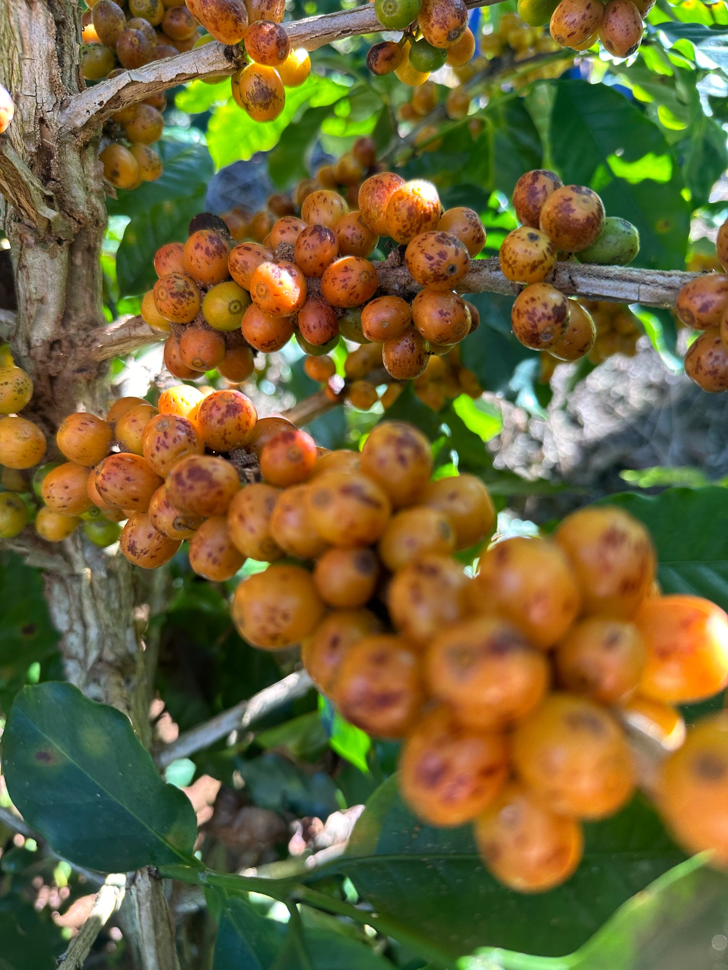 Kawa Ziarnista Specialty - Climber Espresso – Brazylia, Fazenda Sertaozinho