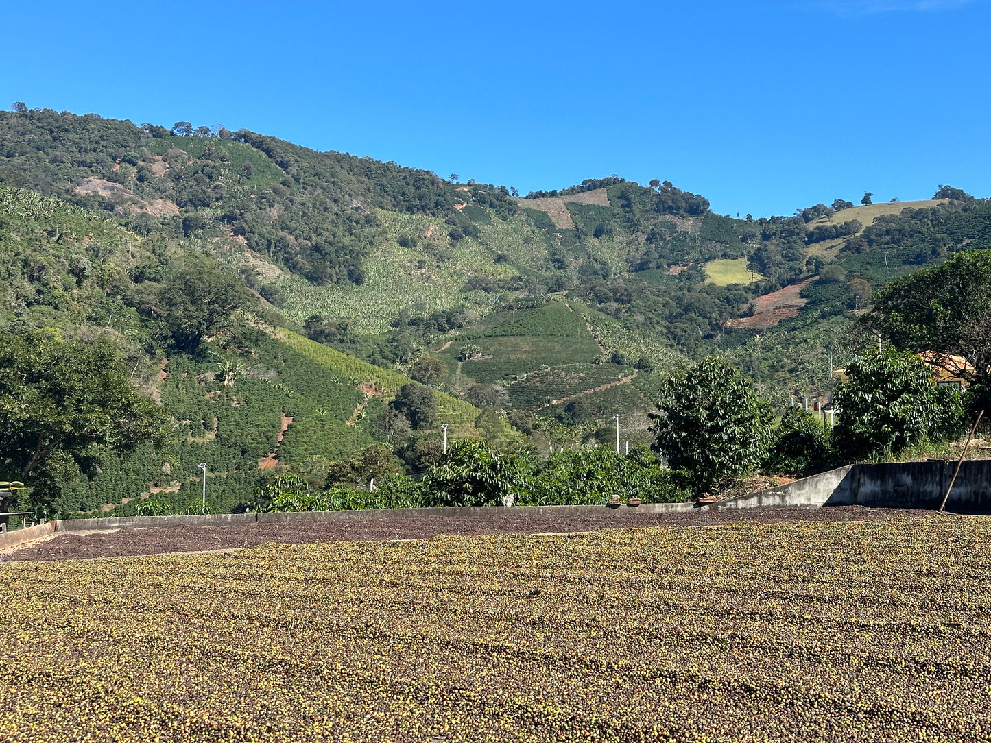 Kawa Ziarnista Specialty - Climber Espresso – Brazylia, Fazenda Sertaozinho