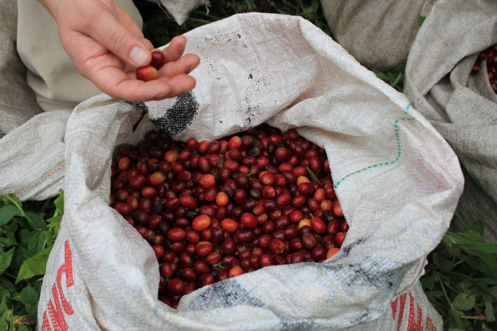 Kawa Ziarnista Specialty - Kolumbia Nº13, Potosi Farm, Double Fermentation