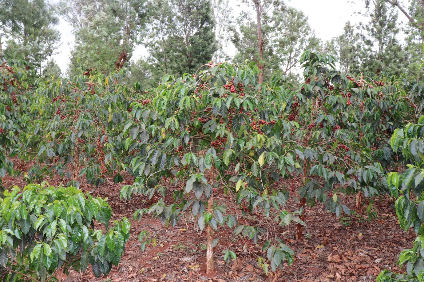 Kenia Nº8, Kariani AB, Washed