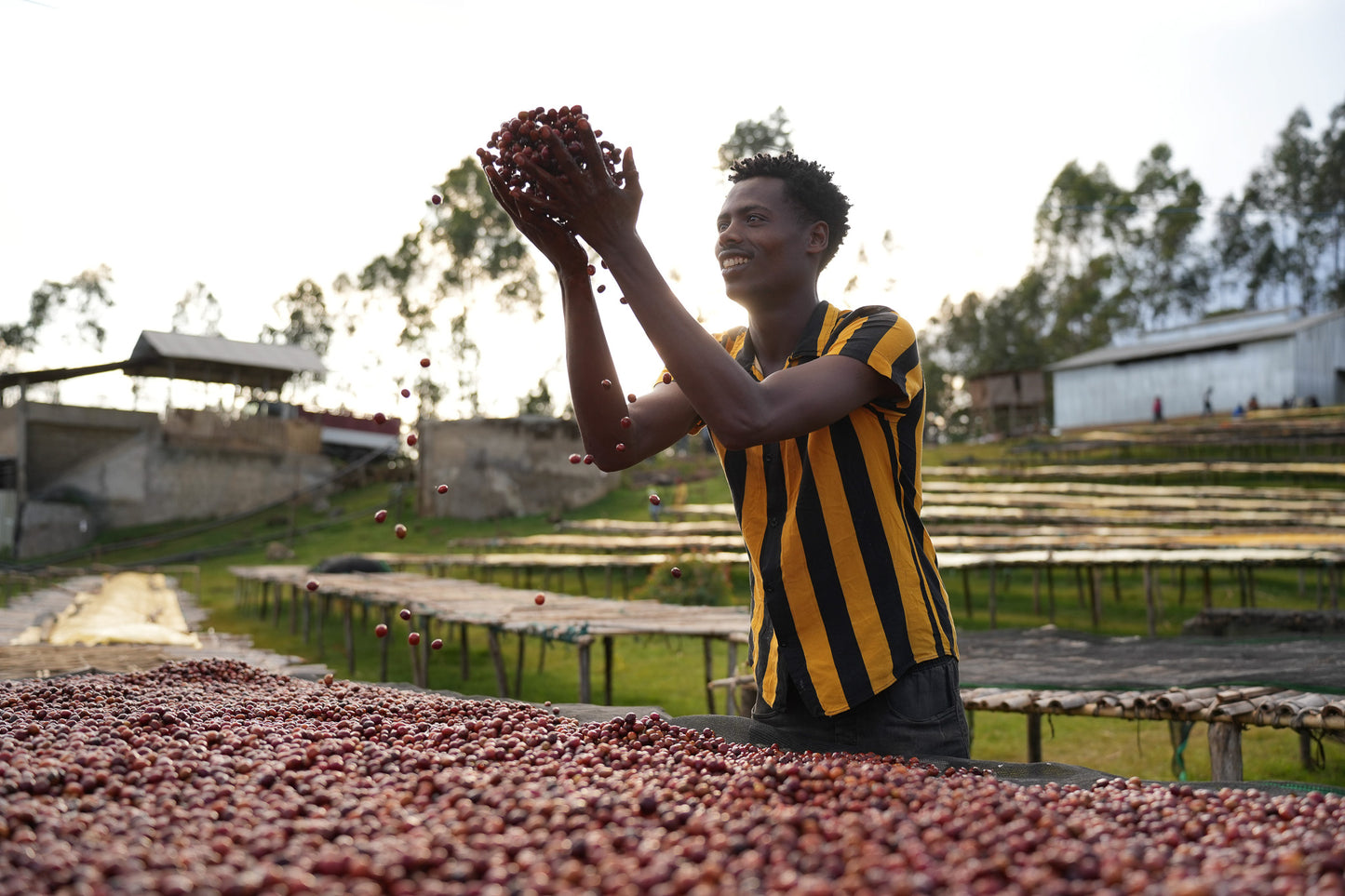 Etiopia Nº14, Boreta, Natural