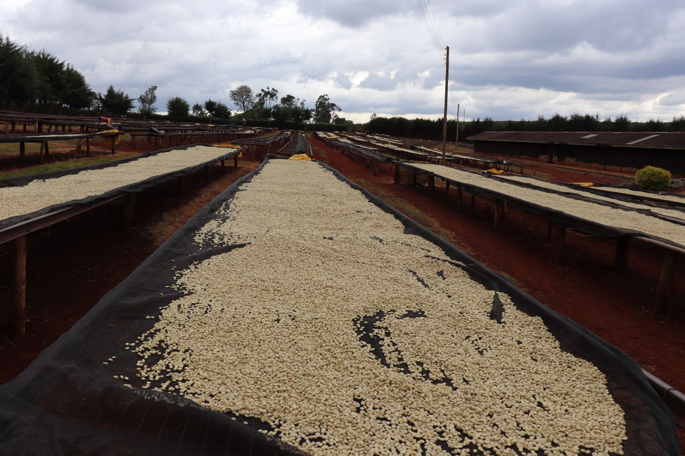 Kenia Nº8, Kariani AB, Washed