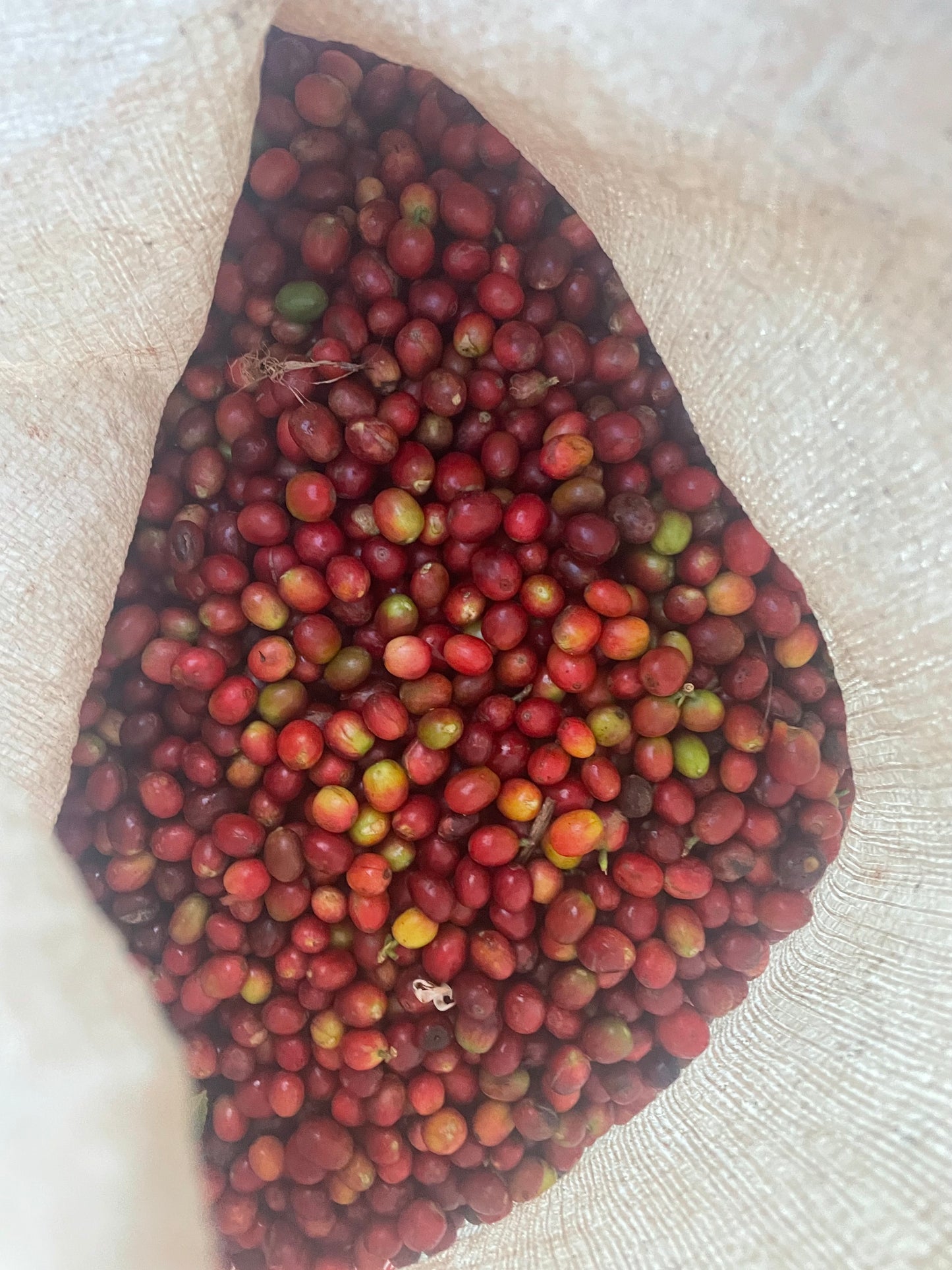 Kawa Ziarnista Specialty - ĆWIR SPRING ESPRESSO Rwanda, Ruli CWS