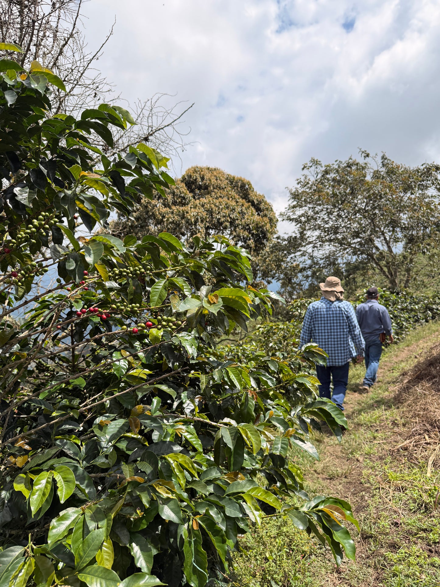 Kawa Ziarnista Specialty - Kolumbia Nº15, Finca Los Alpes, Washed