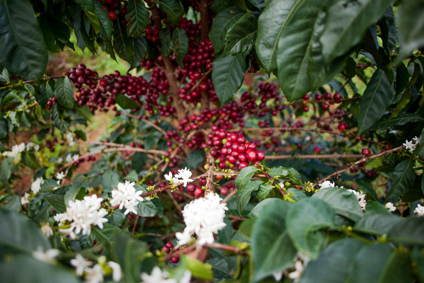 BRRR WINTER ESPRESSO Uganda, Gibuzale