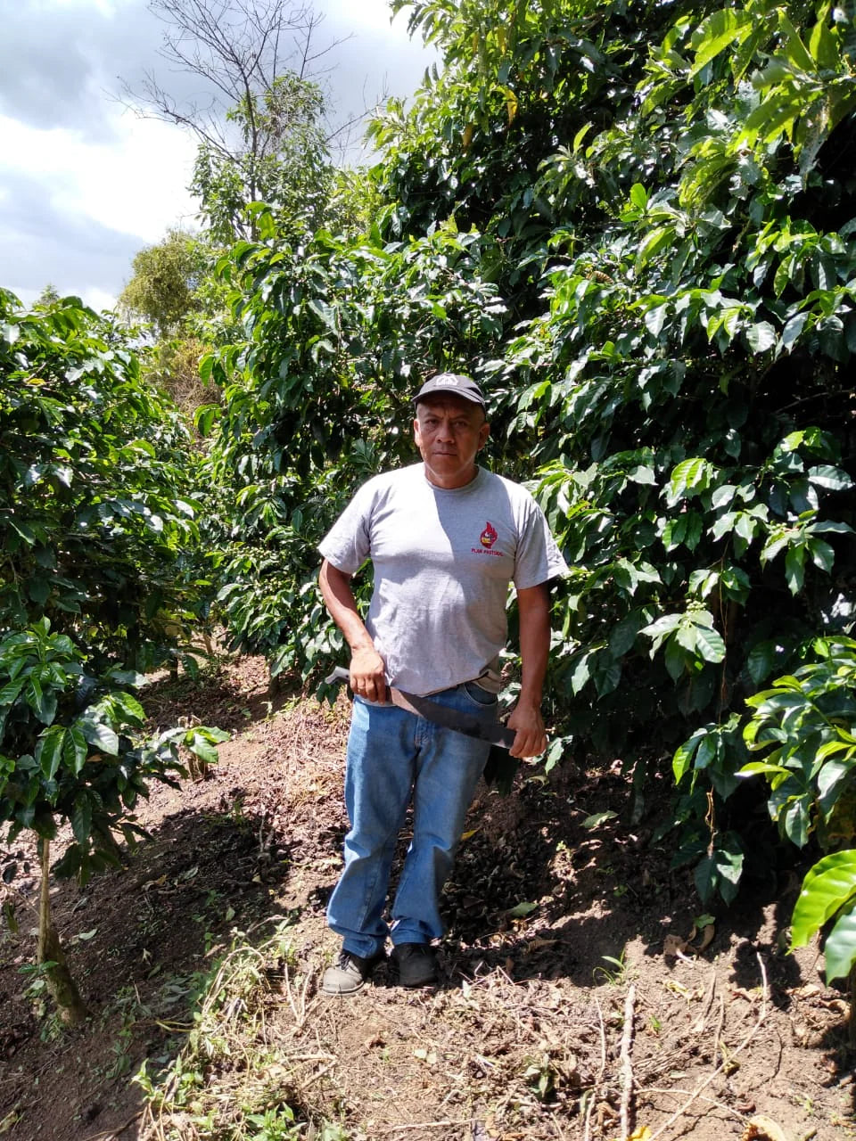 Gwatemala Nº7, La Montana, Natural