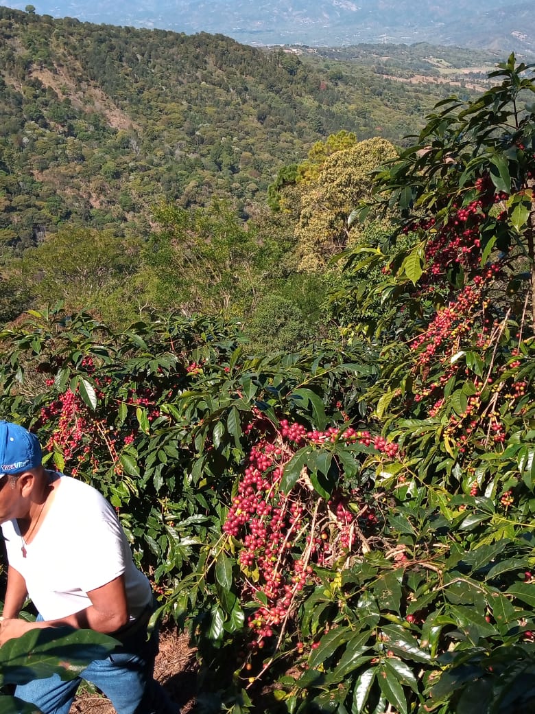 Gwatemala Nº7, La Montana, Natural