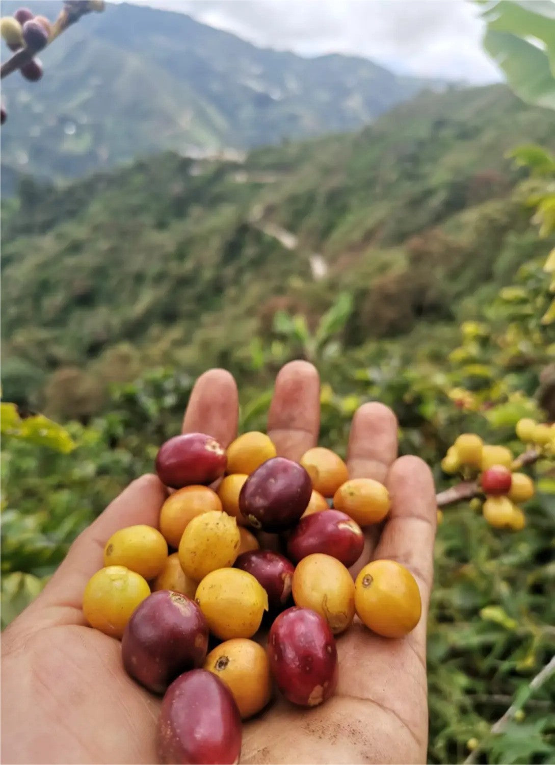 Peru Nº6, Finca La Naranjilla, Natural
