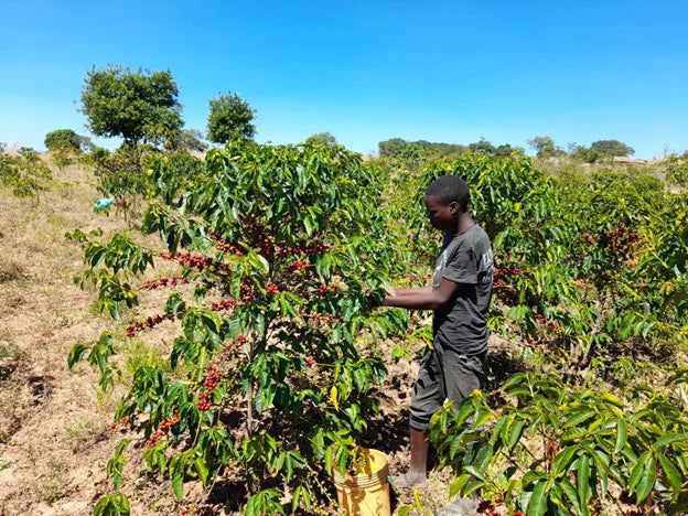 Tanzania Nº2, Isaiso AA, Washed
