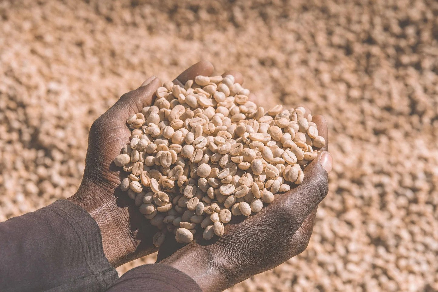 Tanzania Nº2, Isaiso AA, Washed