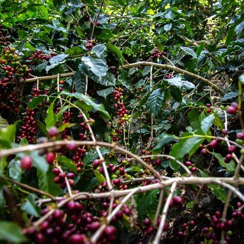 KAPKAP AUTUMN ESPRESSO Gwatemala, Finca Tzun Witz