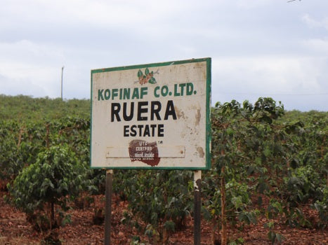 Kenia Nº7, Ruera AA, Natural